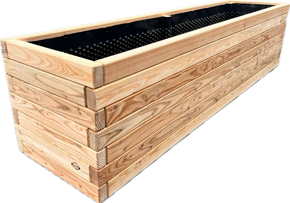 Modřín evropský MASIV výška 49 cm