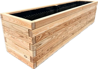 Modřín evropský MASIV výška 70 cm